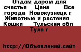 Отдам даром для счастья. › Цена ­ 1 - Все города, Новокузнецк г. Животные и растения » Кошки   . Тульская обл.,Тула г.